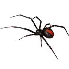 black widow spider