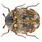 carpet beetle