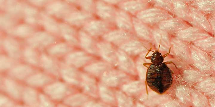 Bed Bugs Insect Pest Control