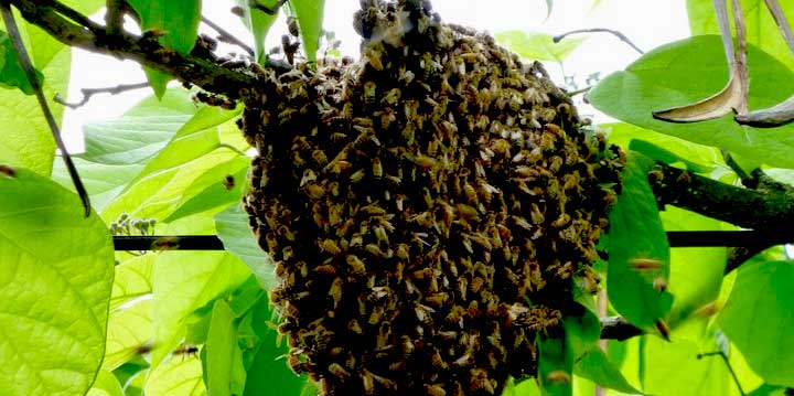 Bees pest removal or relocation for insect control