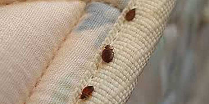 Carpet Beetles Insect Pest Removal