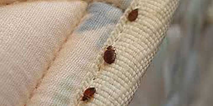 Get Rid of Carpet Beetles  Infestation Treatment & Removal