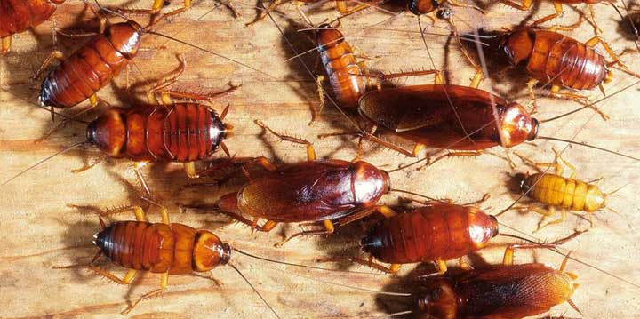 Cockroach, Orential Cockroaches, German Coackroaches Insect Pest Control