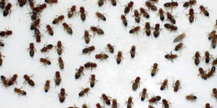 House Fly, Fruit Flies, Blow Flies Insect Pest Contrl Exterminator Roseburg Oregon