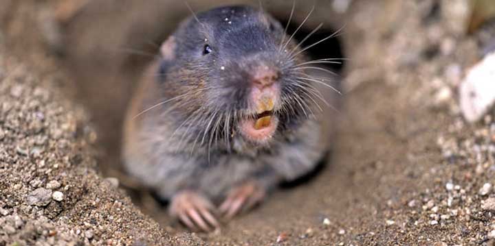 Gopher and Mole Rodent Exterminator Roseburg Oregon