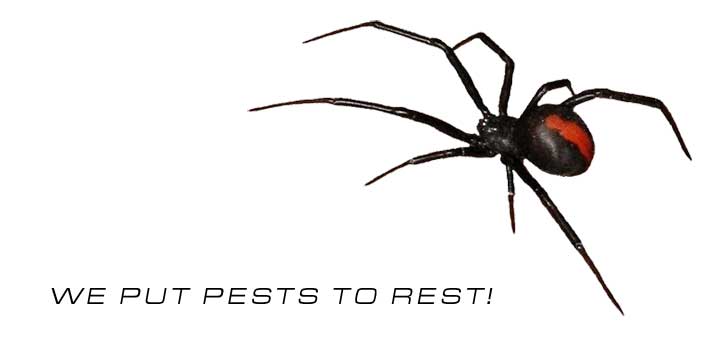 Our Pest Control Services