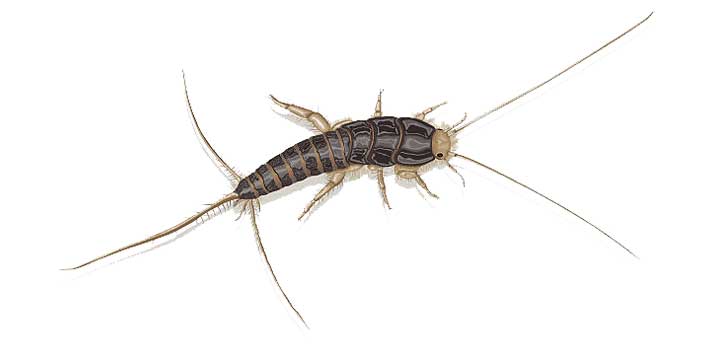 Silverfish Insects