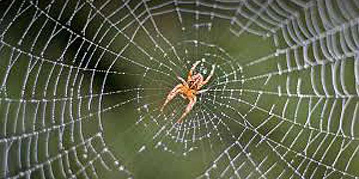 Spiders
