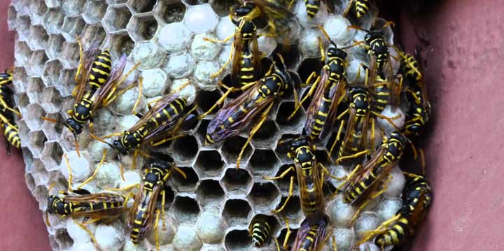 Yellow Jackets, Wasps and Hornets pest control