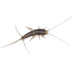 silverfish