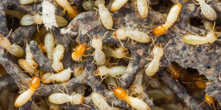 Termite extermination insect pest control